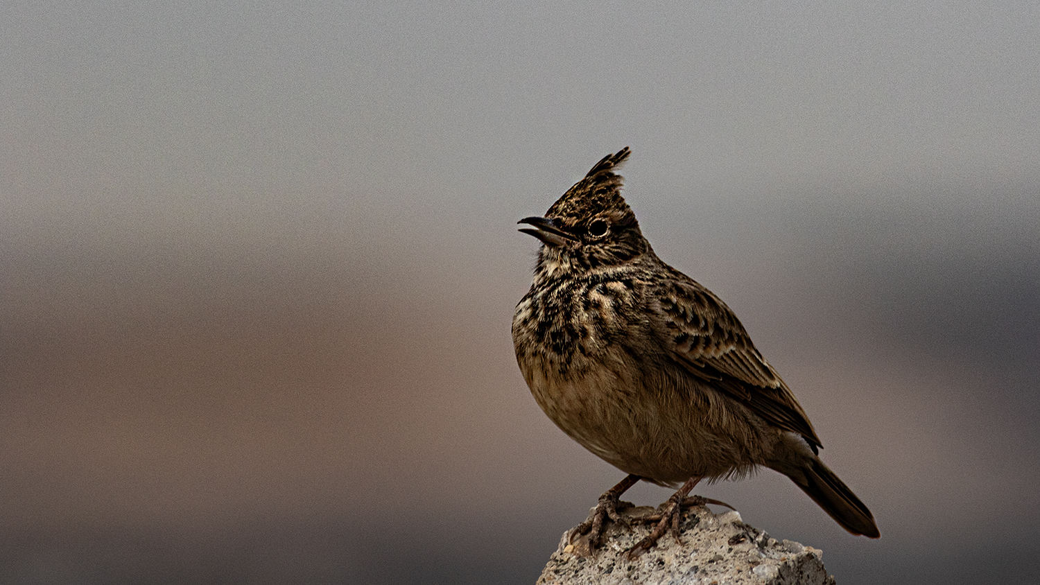 Crested Lark